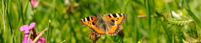 Schmetterling