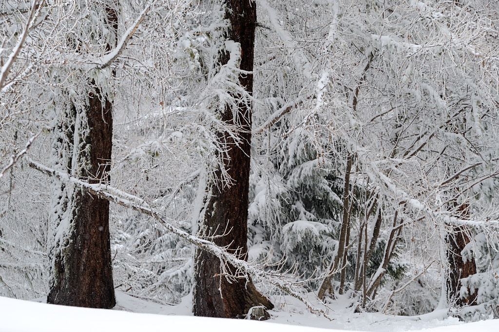 Wald oberhalb des Chalets frisch verschneit