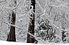Wald oberhalb des Chalets frisch verschneit Thumb
