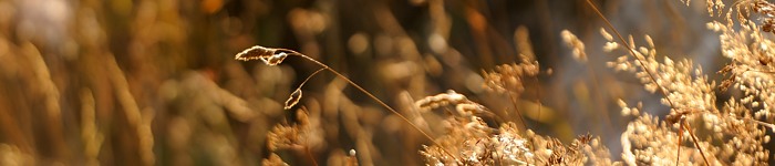 Gras im Herbst