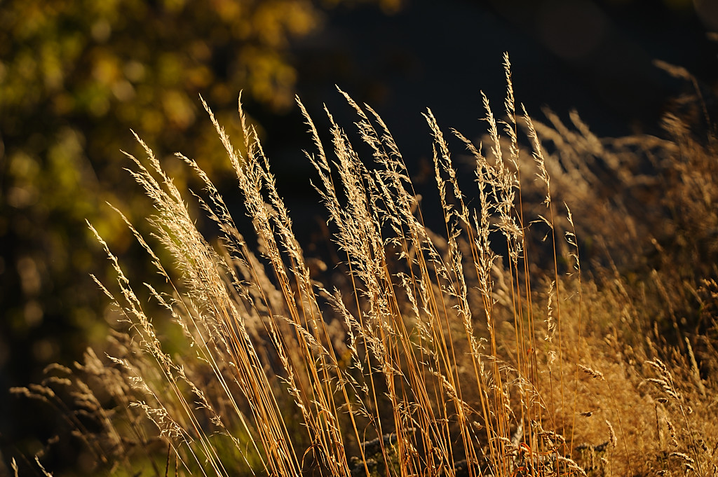 Wiese neben dem Chalet in der Abendsonne