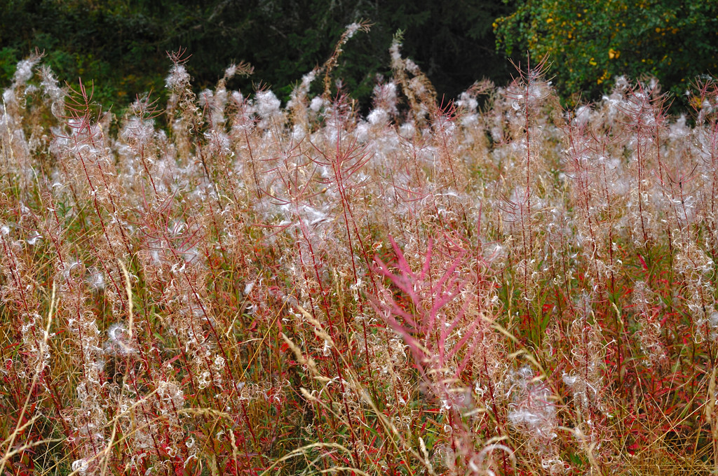 Herbstfarben