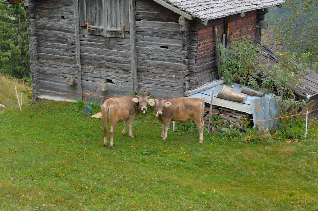 Kühe auf der Weide unweit vom Chalet