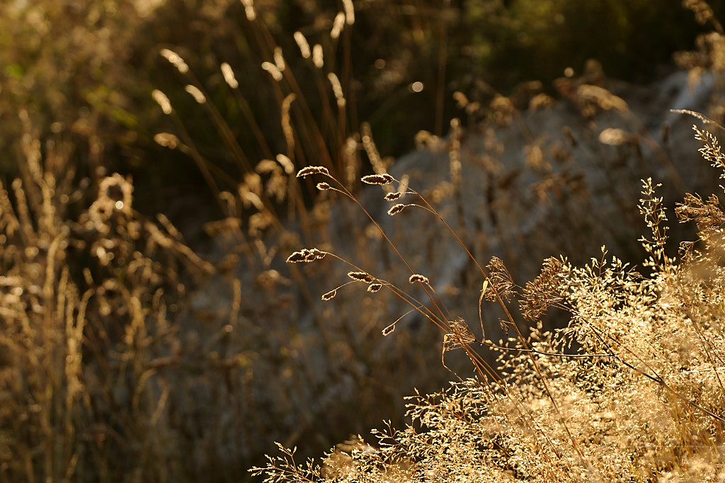 Wiese neben dem Chalet in der Abendsonne