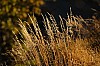 Wiese neben dem Chalet in der Abendsonne Thumb