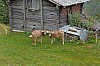 Kühe auf der Weide unweit vom Chalet Thumb