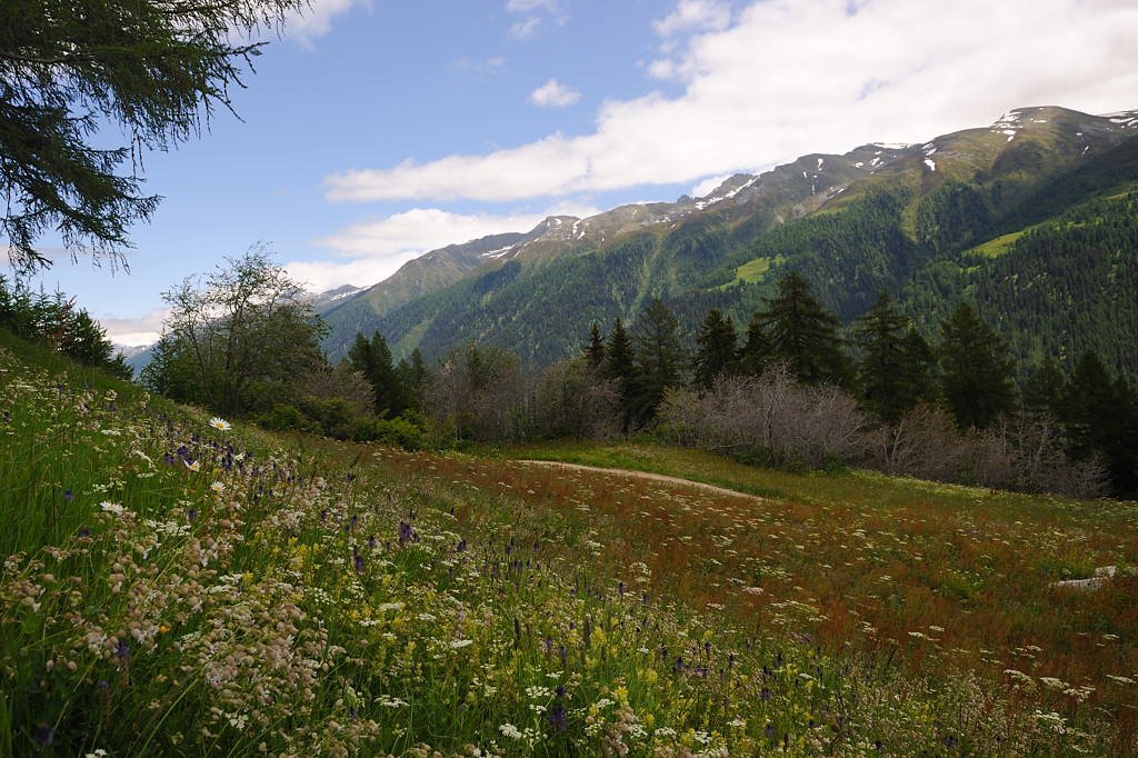 Bergfrühling, Wiese unweit das Chalets