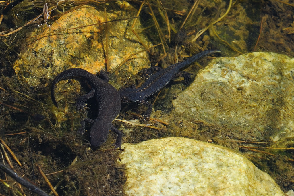 Bergmolch im Weiher vor dem Chalet