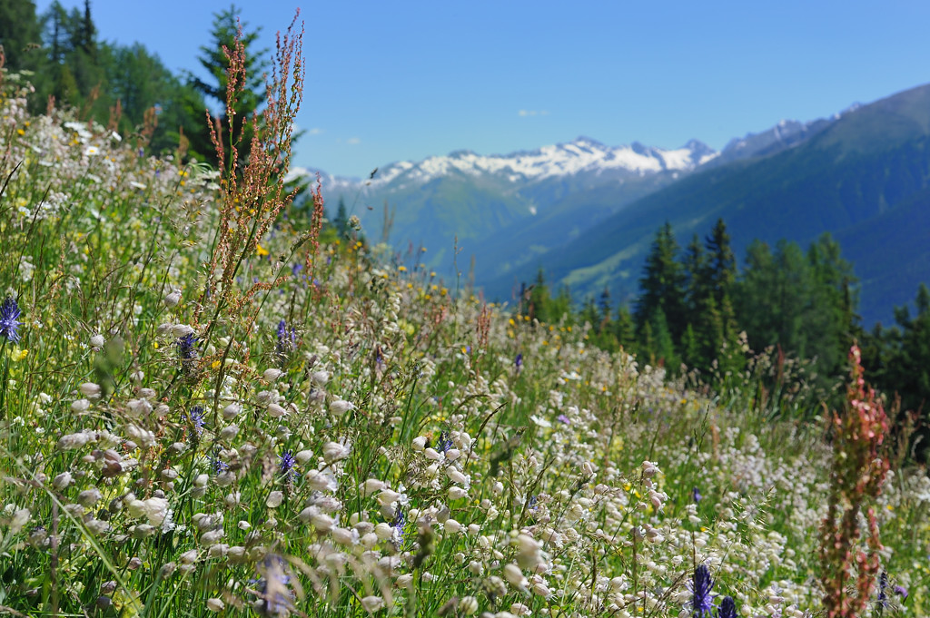 Bergfrühling, Wiese unweit des Chalets